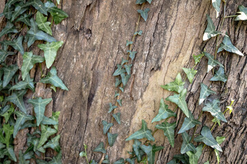 Textured background detail of barks on eucalyptus tree trunk and green leaves of ivy growing around the trunk.