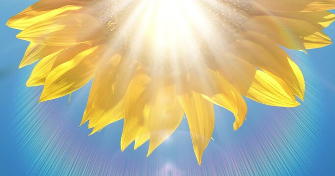 Sunflower petals and rays of sunshine