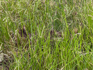 cat on the green grass