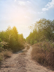 dirt road in the forest