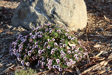 african daisy osteospermum flowering in evening sunlight