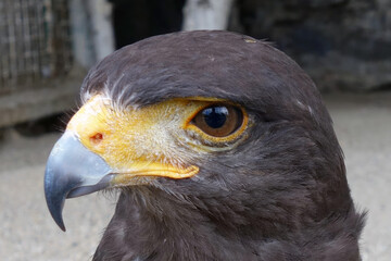 The hawk observes the photographer with its excellent eyesight