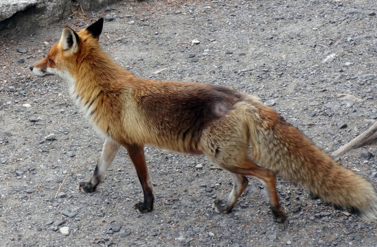 Mountain fox in the High Tatras