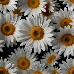 Fototapeta premium Default_De_belles_marguerites_blanches_sur_fond_noir_avec_des_3.jpg