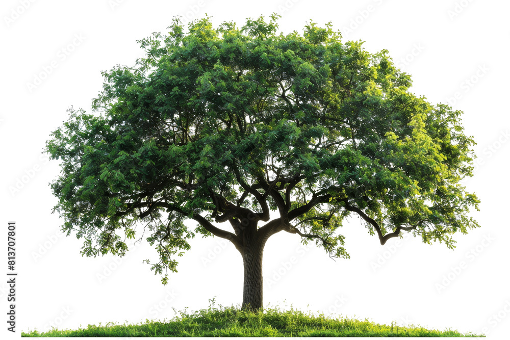 Poster a large tree with green leaves is standing on a hill. the tree is the main focus of the image, and i
