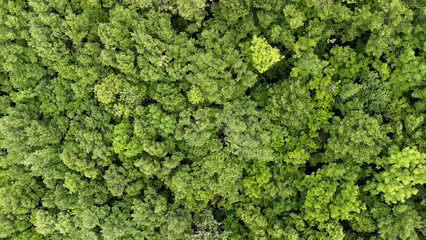 Summer in forest aerial top view. Mixed forest, green deciduous trees.
