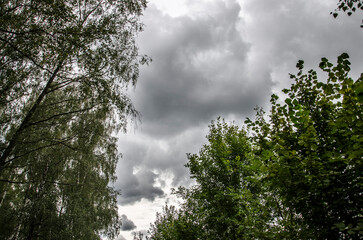 Birch trees and cloudy sky in the forest. Nature background.