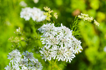 coriander leaves flowers in the garden