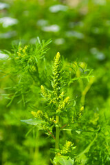 close up of a coriander flowers