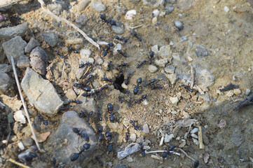 ants on the stone, animal insect background