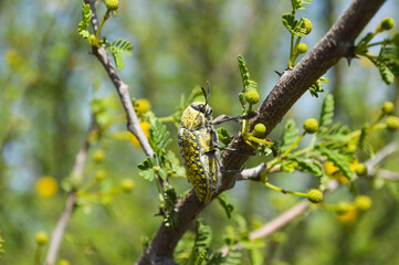 babul tree leaves on a branch, wild insect julodis summer