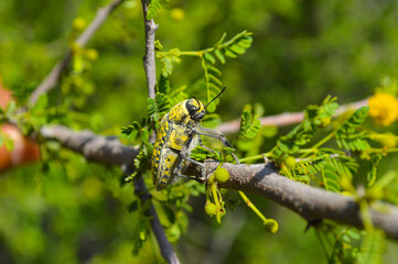 Close up of  beautiful julodis insect on a branch of babul tree
