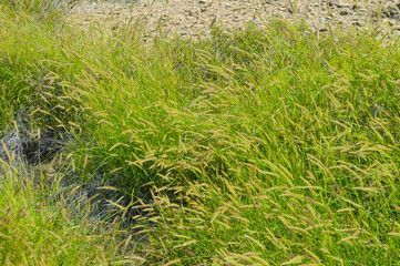 outdoors landscape green grass background