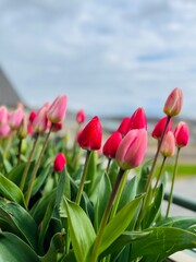 red tulips in the garden