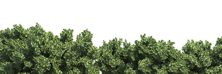 Various types of tree grass bushes shrub and small plants isolated