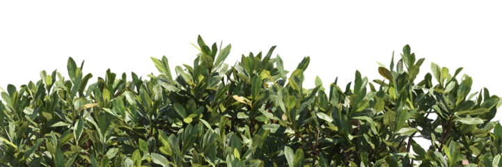 green leaves background