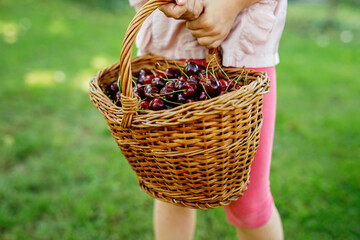 Close-up of preschol child with basket full of ripe cherries berries. Ripe fresh organic cherry...