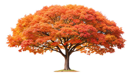 Graceful Maple Tree Isolated white background