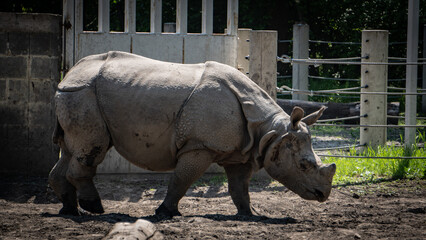 rhinoceros, nature, zoo, animal, rhino