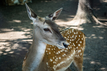 deer, zoo, animal, nature, wildlife