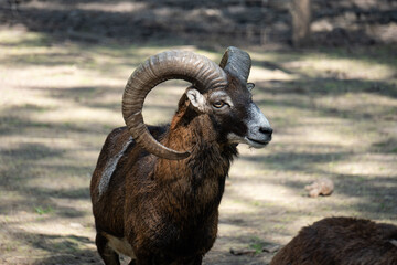 animal, zoo, nature, aries, tup, sheep, goat, ram, horn