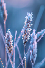 Closeup view of the patterns of frost on blades of grass, with their icy crystals and intricate textures creating a mesmerizing composition