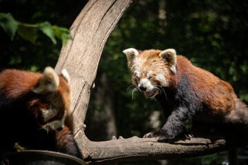 Red panda, Ailurus fulgens, lesser panda in nature, in zoo,