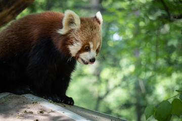 Red panda, Ailurus fulgens, lesser panda in nature, in zoo,