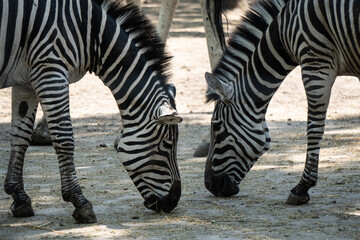 zebra, nature, zoo, stripes, black, White, animal