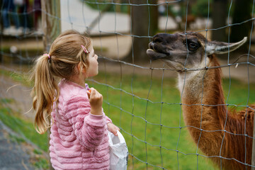 Blond preschool european girl feeding fluffy furry alpacas lama. Happy excited child feeds guanaco...