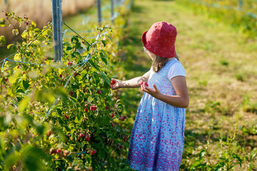 Adorable Little Girl Eating Raspberries on Organic Pick a Berry Farm. Cute Preschool Child Enjoying...