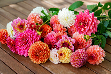 Different pink, orange and white Dahlia flowers. Colorful dahlia garden flowers, wallpaper...