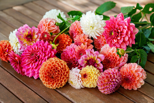 Different pink, orange and white Dahlia flowers. Colorful dahlia garden flowers, wallpaper backdrop. Blossoming dalias bloom