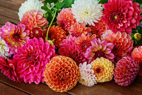 Different pink, orange and white Dahlia flowers. Colorful dahlia garden flowers, wallpaper backdrop. Blossoming dalias bloom