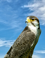 Lanner Falcon