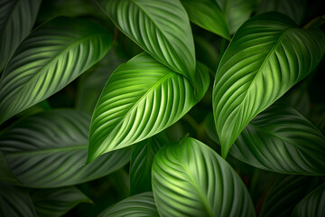 green leaves texture, The leaves of Spathiphyllum cannifolium, also known as Peace Lily, create a lush tropical green backdrop that exudes natural beauty