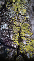 tree bark texture