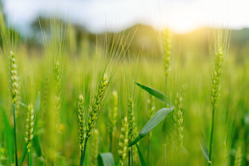 Golden Hour Over Green Wheat Field