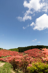 葛城山のヤマツツジ