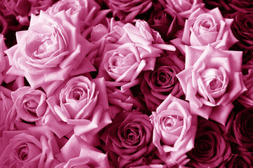 Pink floral toned background of roses. Photo of a bouquet in a flower shop.