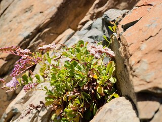 Flowering of Limonium pectinatum (in Spanish: siempreviva de mar, 