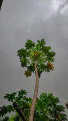 papaya tree with rainy cloudy sky 