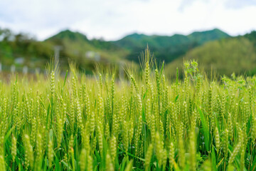 Lush Green Wheat Field Under Cloudy Sky