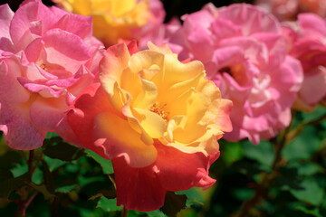 花壇に咲く色鮮やかなグラデーションカラーの薔薇の花