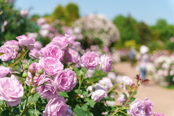 たくさんの薔薇が咲き乱れる庭園