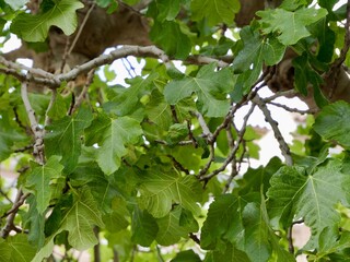 The common fig tree with fruits (Ficus carica), Spain