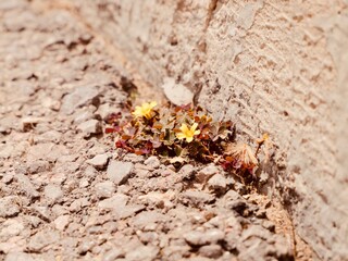 Flowering of the creeping woodsorrel, procumbent yellow sorrel or sleeping beauty (Oxalis corniculata) on asphalt, Spain