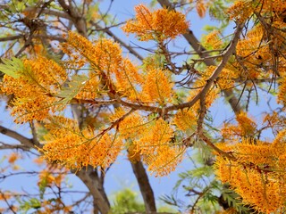 Flowering of the southern silky oak, silk oak or silky oak, silver oak or Australian silver oak (Grevillea robusta), Spain