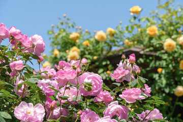 青空のもと、薔薇の咲き乱れる庭園