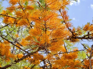 Flowering of the southern silky oak, silk oak or silky oak, silver oak or Australian silver oak (Grevillea robusta), Spain